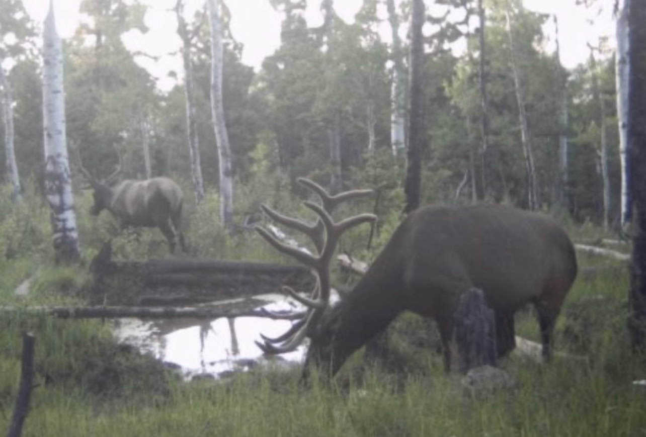 Buckhorn Lakes Ranch Investor Offering – 449± Acres of Premium Mountain Terrain for Sale