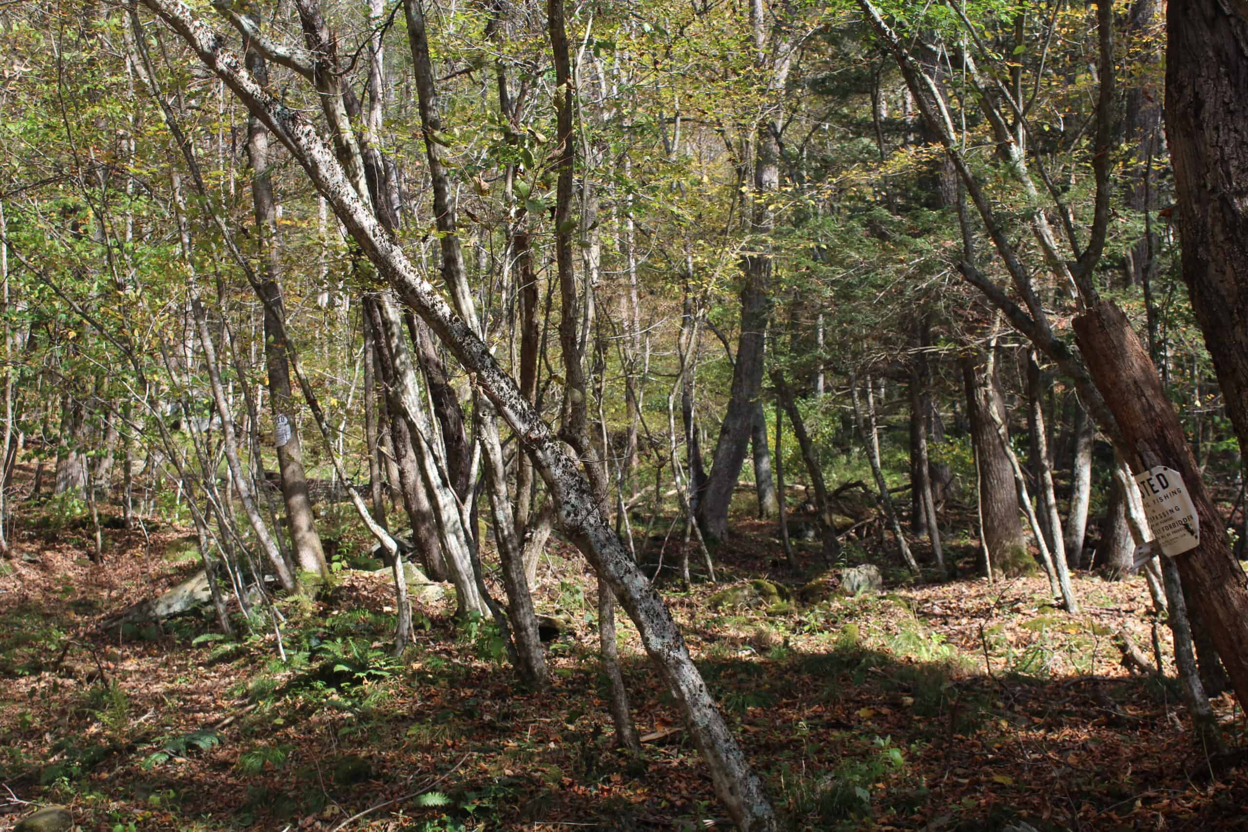 Catskills Hunting and Fishing Land For Sale in New York