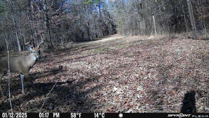 East Texas, Hunting/Ranch/Recreational/Timber Land