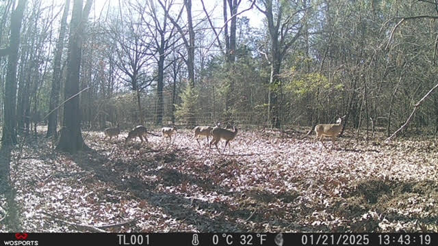 East Texas, Hunting/Ranch/Recreational/Timber Land