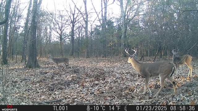 East Texas, Hunting/Ranch/Recreational/Timber Land