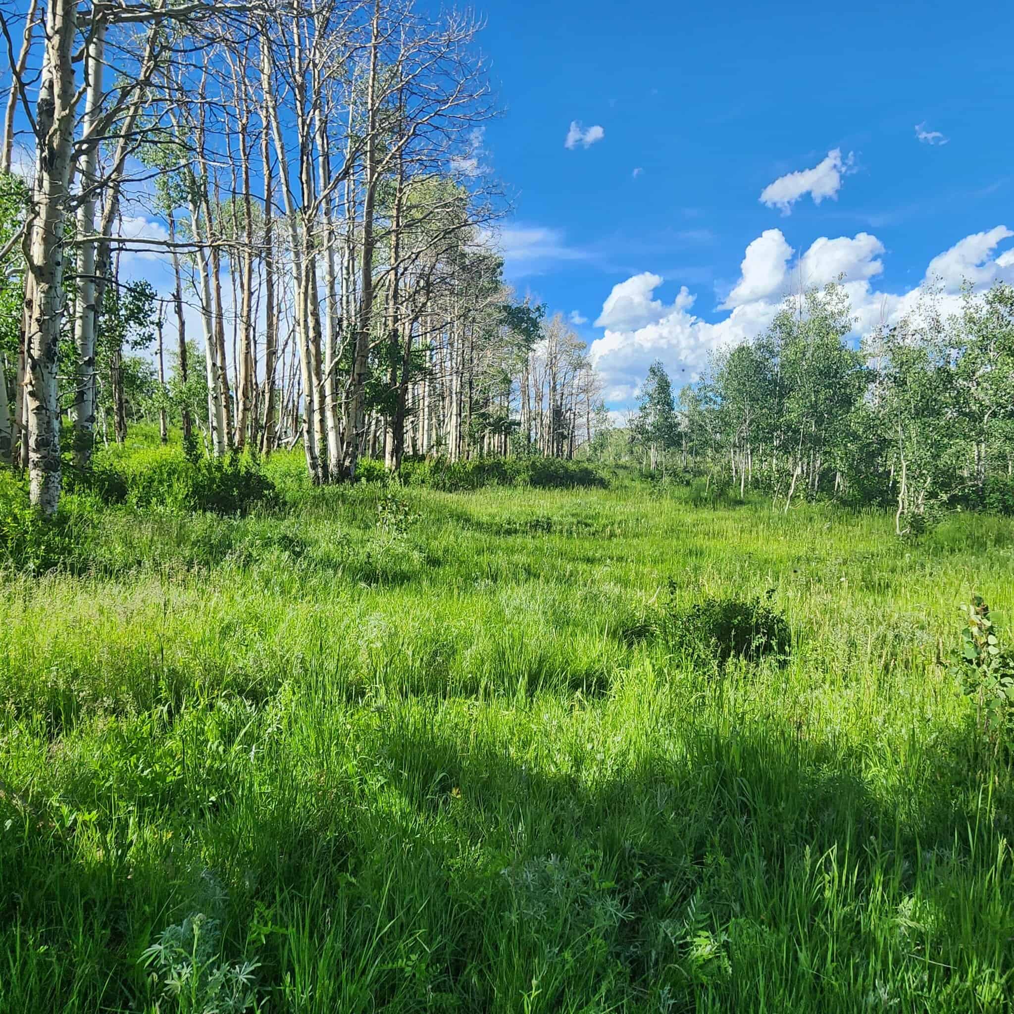 Colorado Hunting Land for Sale