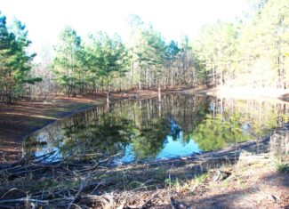 19.984 Acres East Texas Hunting Land near Hawkins TX Wood County