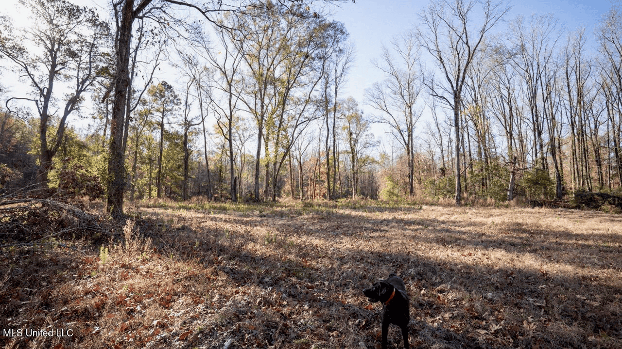 84.5 Acres in Woodville, MS on Hwy 24 with Creeks