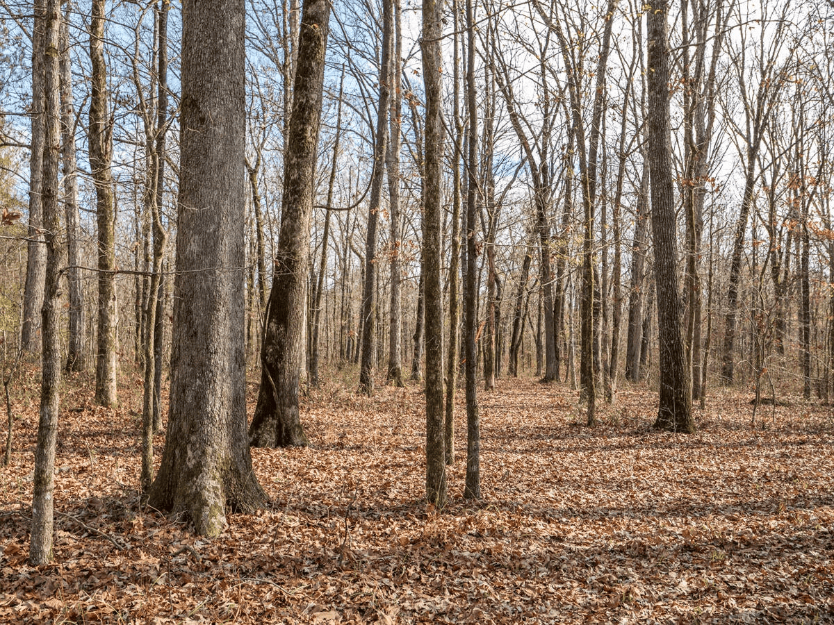 Timberland Farmland For Sale Clay County MS
