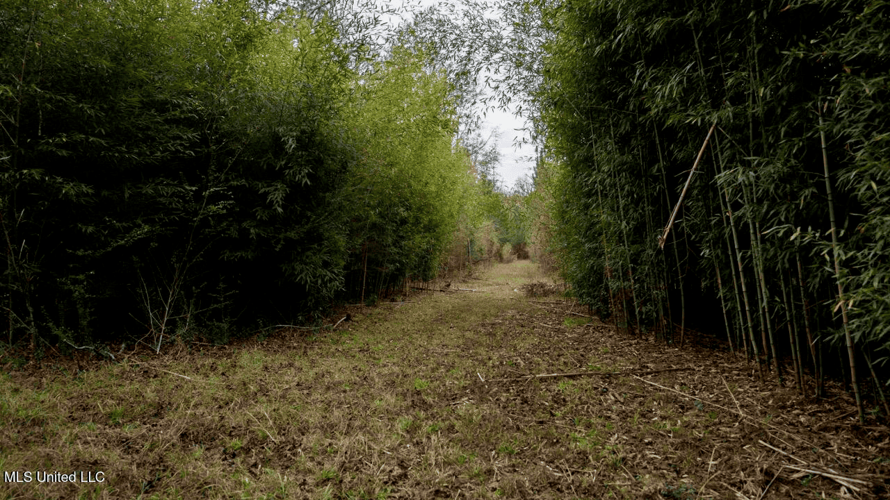 283± Acres for Sale Amite County, Mississippi