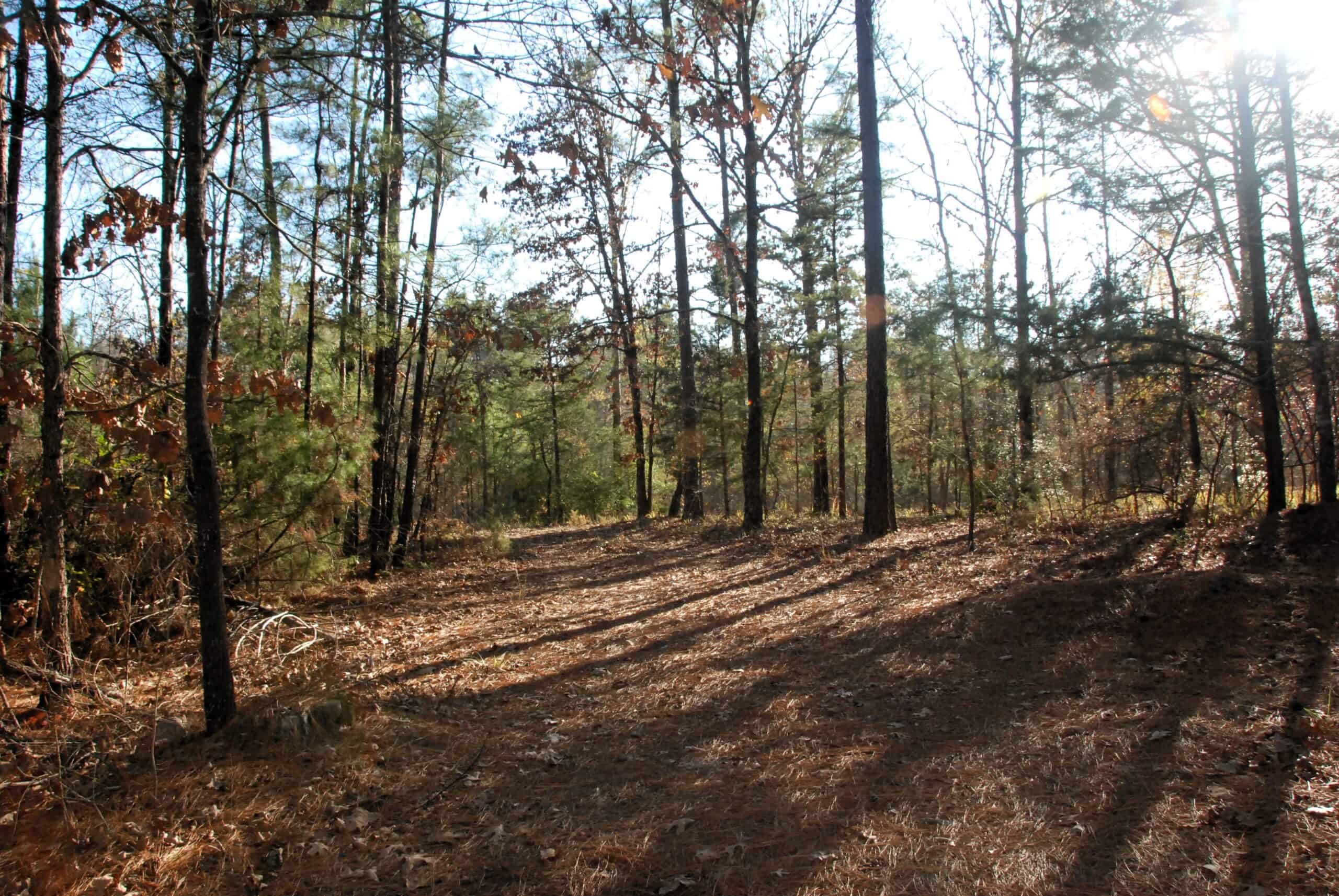 19.984 Acres East Texas Hunting Land near Hawkins TX Wood County