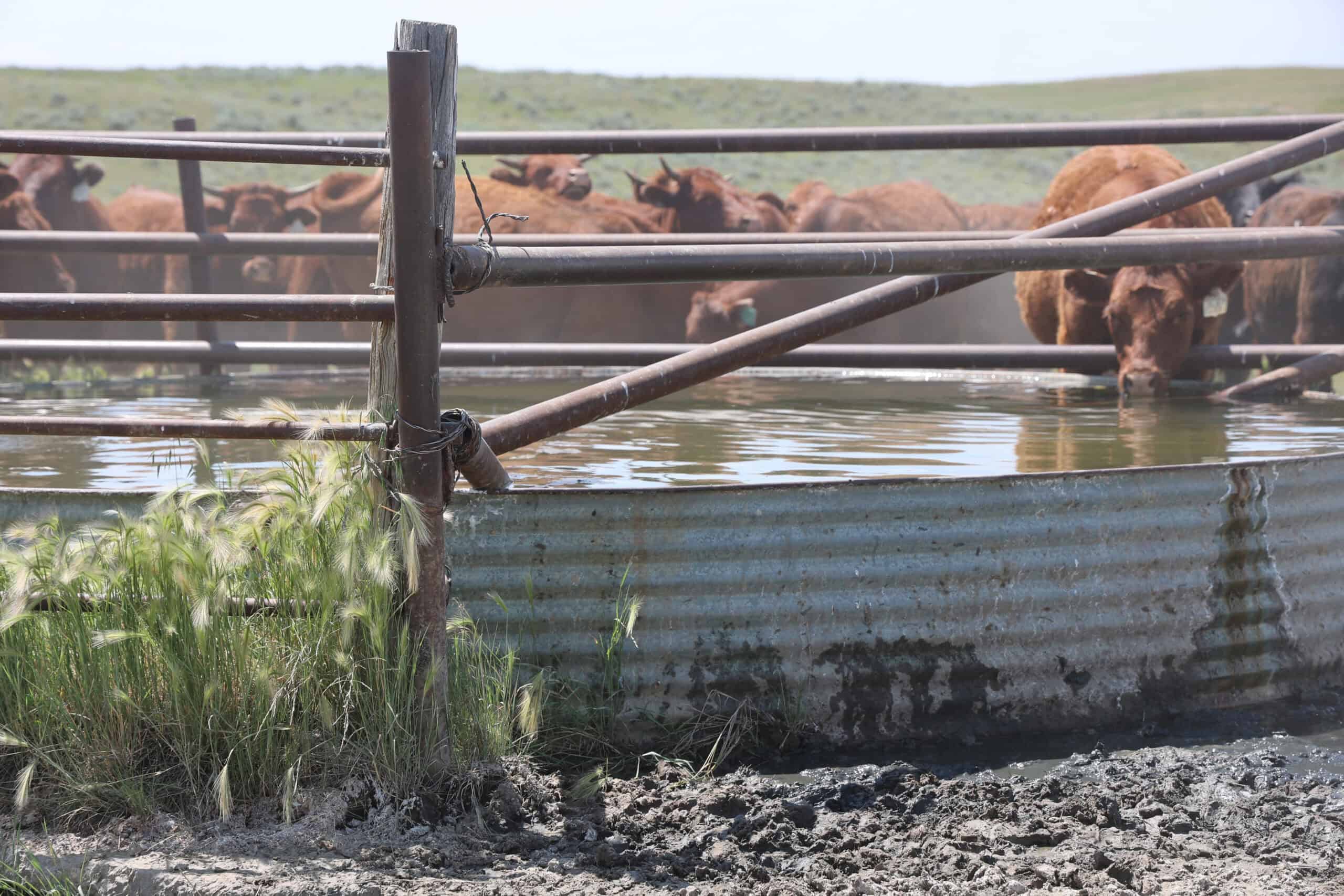 S Bar Ranch – 19,816± Acres North of Custer, Yellowstone County, Montana