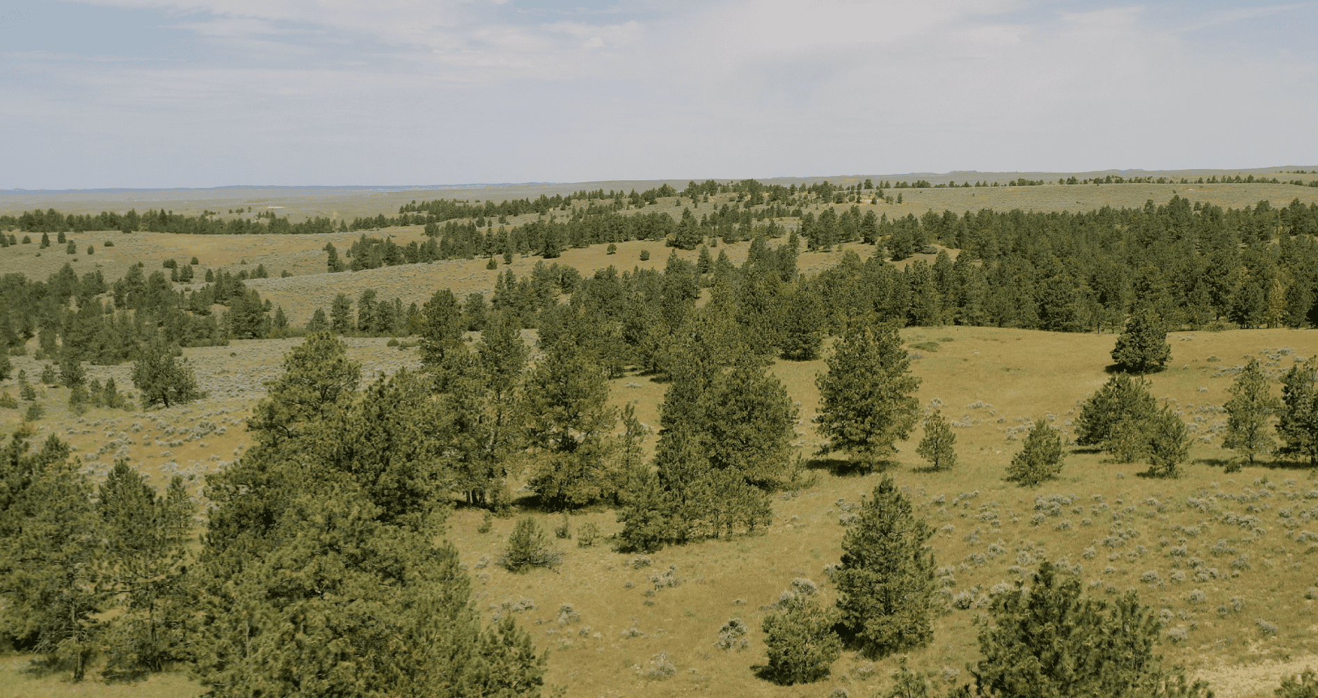 S Bar Ranch – 19,816± Acres North of Custer, Yellowstone County, Montana