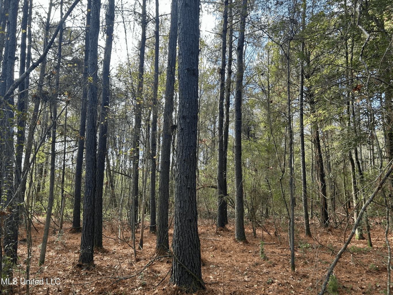 39.7 Acres in Brookhaven MS