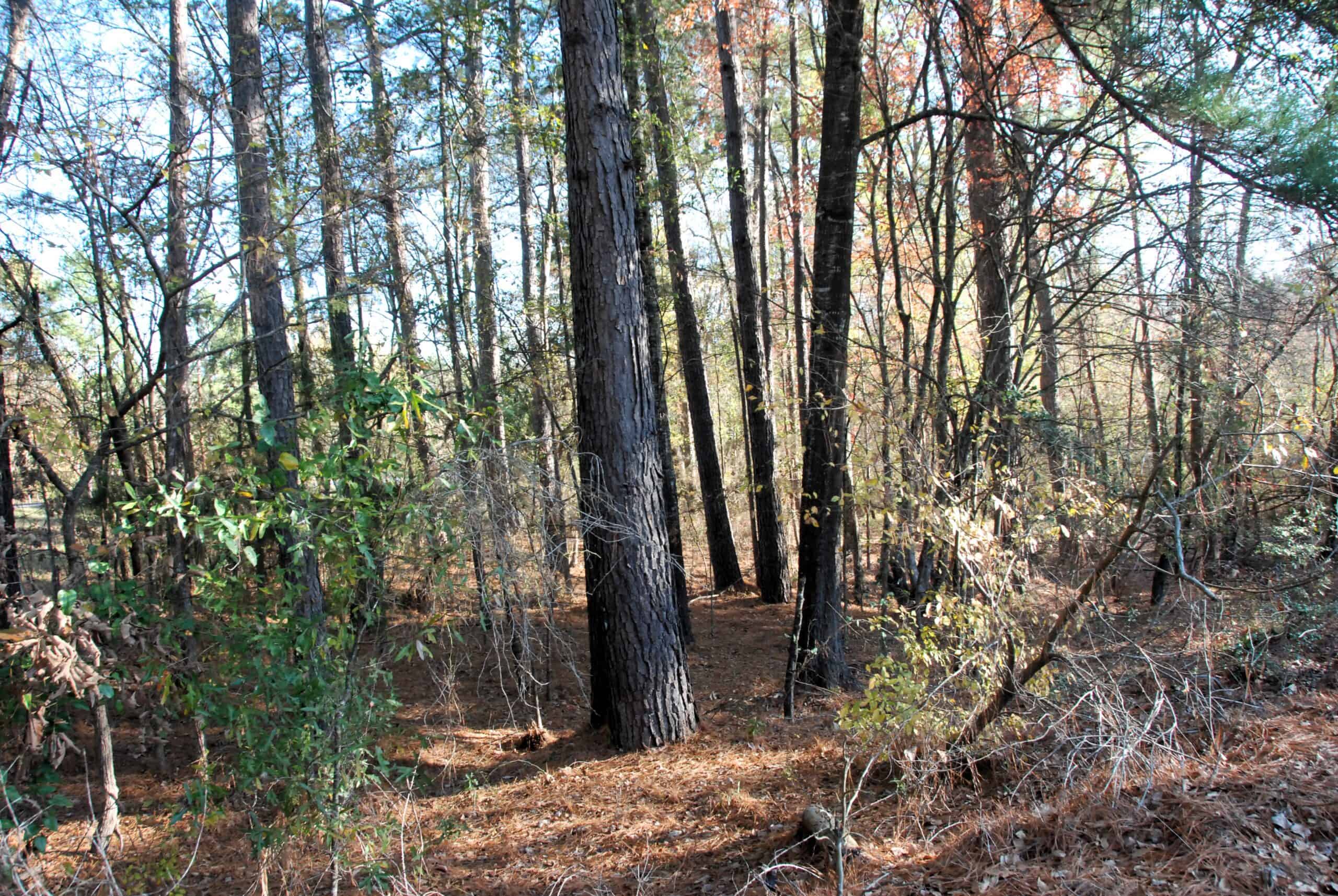 19.984 Acres East Texas Hunting Land near Hawkins TX Wood County