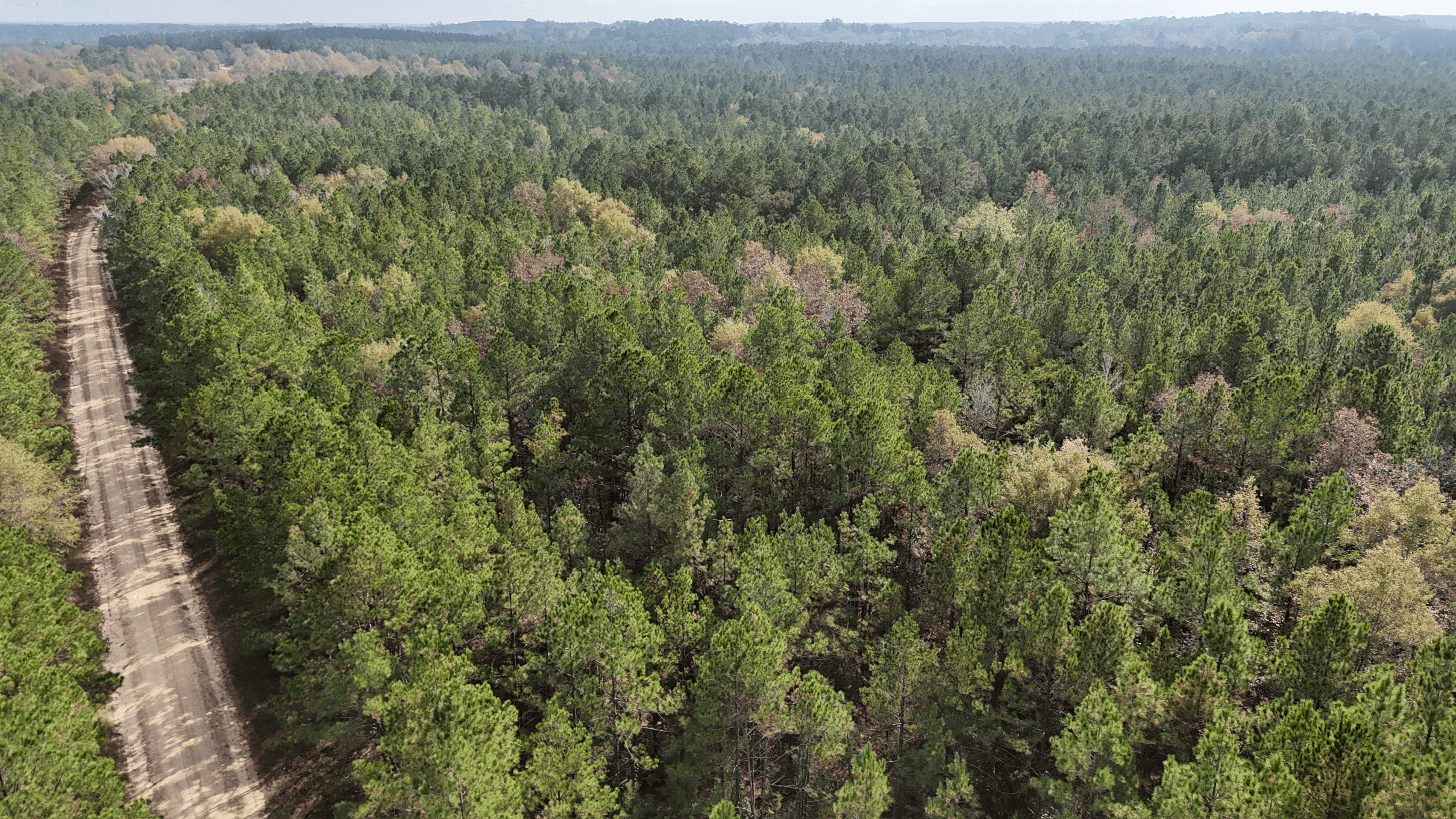 Hunting and Timberland w/ Homesite Potential Trout LA