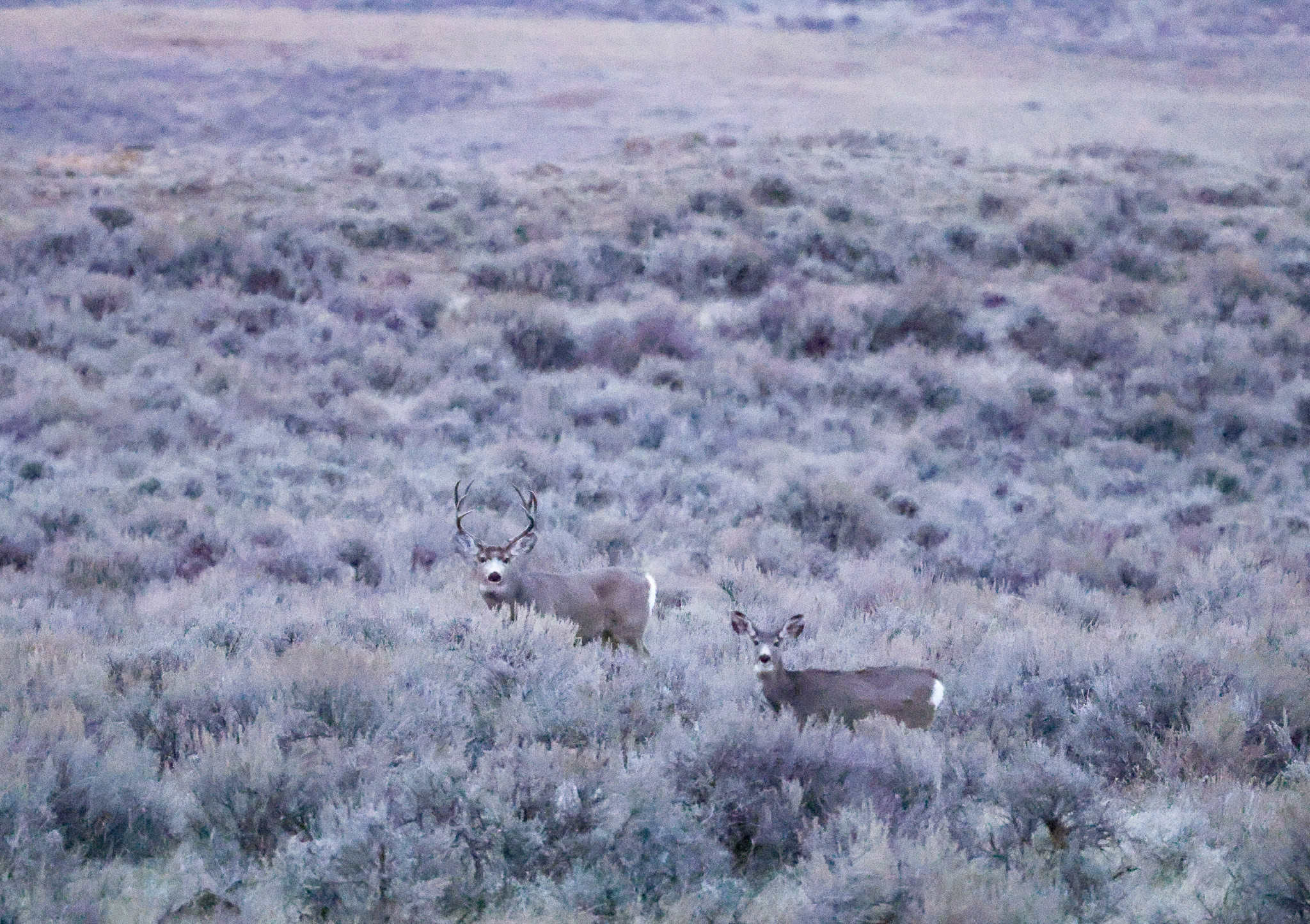 S Bar Ranch – 19,816± Acres North of Custer, Yellowstone County, Montana