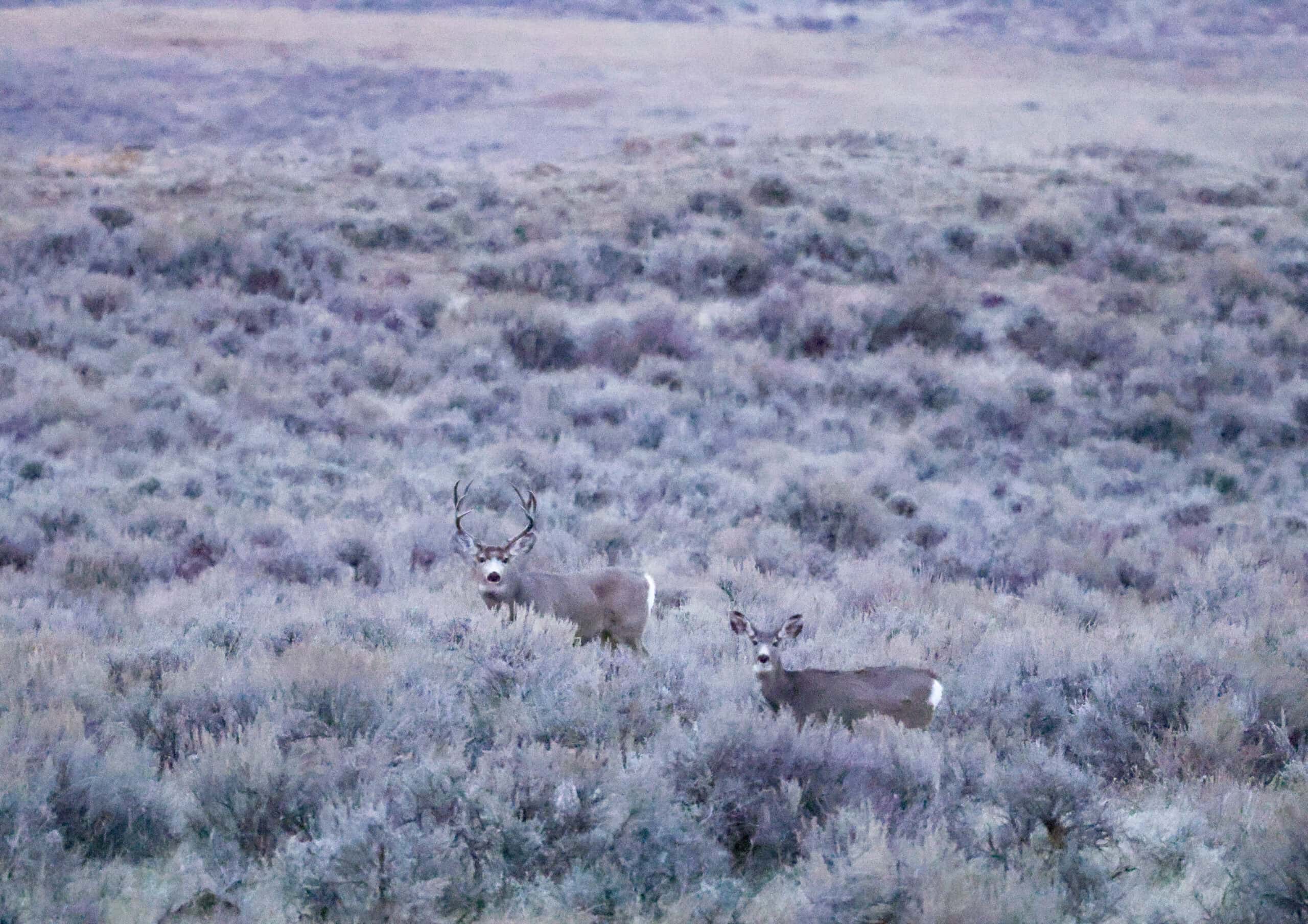 S Bar Ranch – 19,816± Acres North of Custer, Yellowstone County, Montana