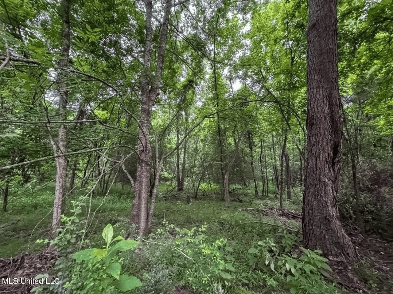 Roxie Mississippi – 94 Acre Recreational Retreat