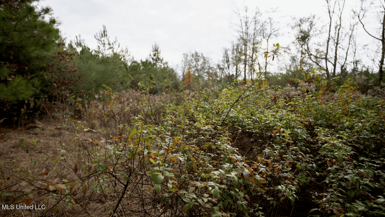 283± Acres for Sale Amite County, Mississippi