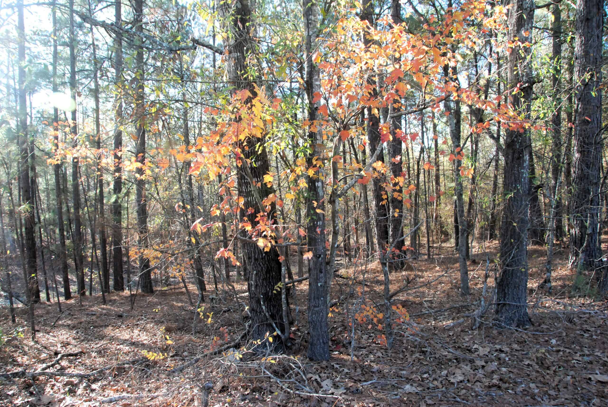 19.984 Acres East Texas Hunting Land near Hawkins TX Wood County