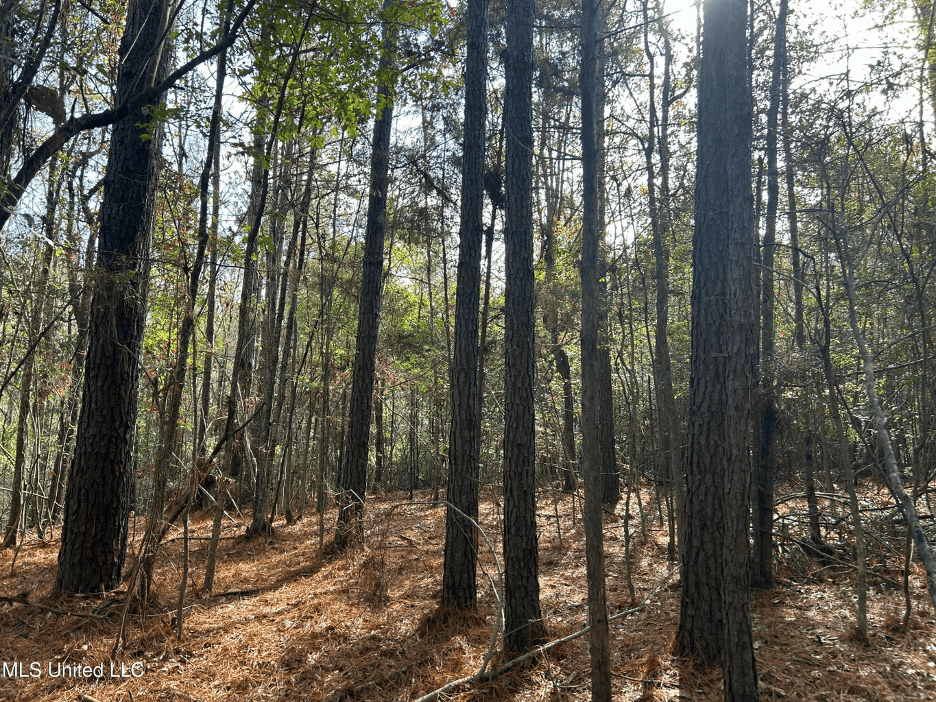 39.7 Acres in Brookhaven MS