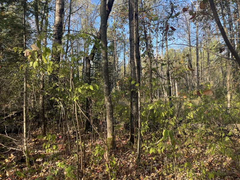 20 Acre Hunting Property w/ Quonset Shack For Sale in Kerrick MN