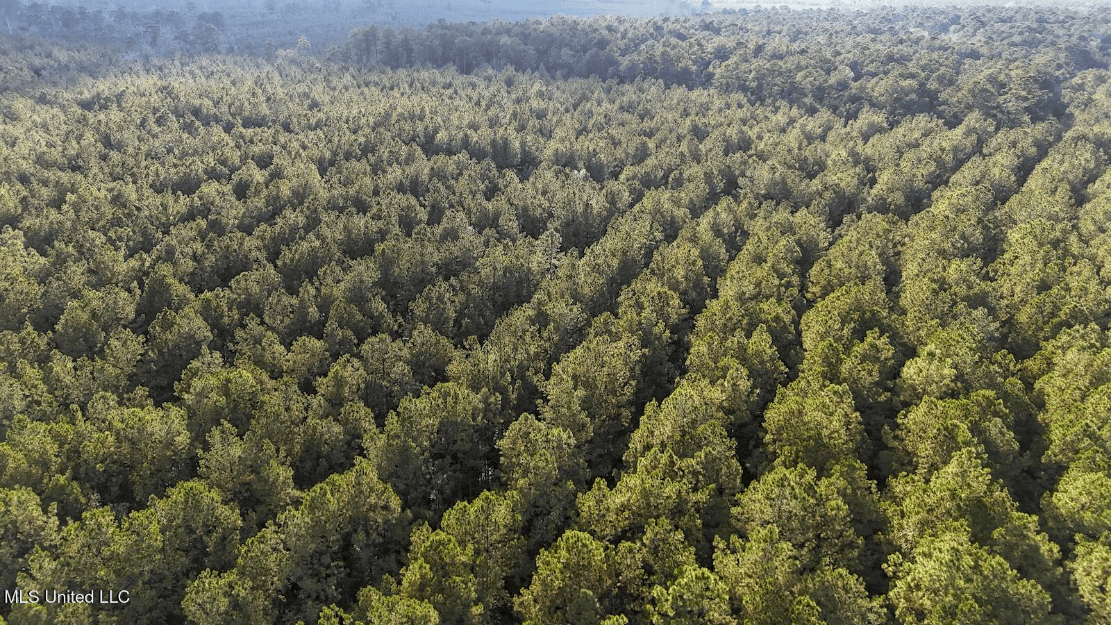 Prime Hunting Property in St Helena Parish, LA