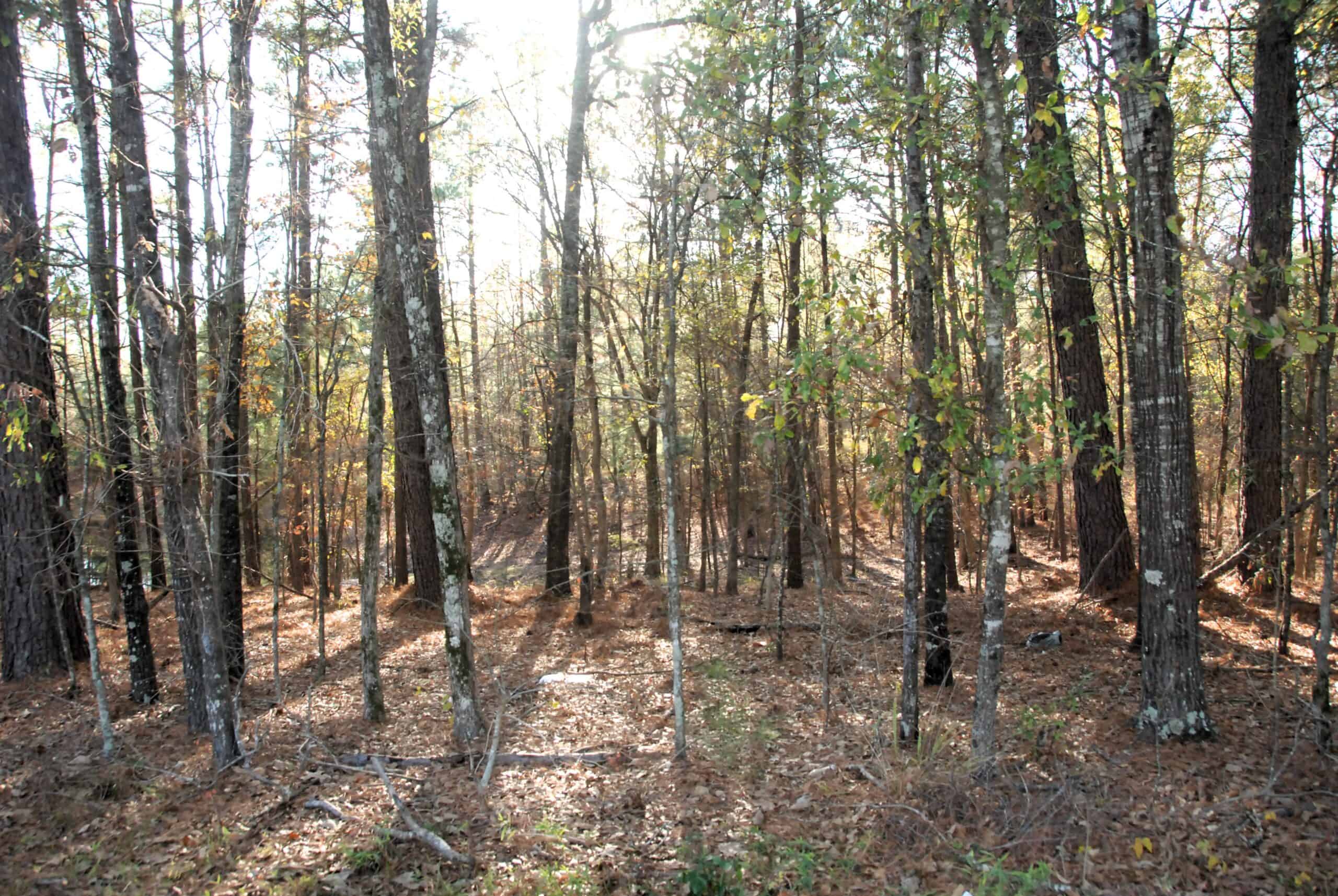 19.984 Acres East Texas Hunting Land near Hawkins TX Wood County