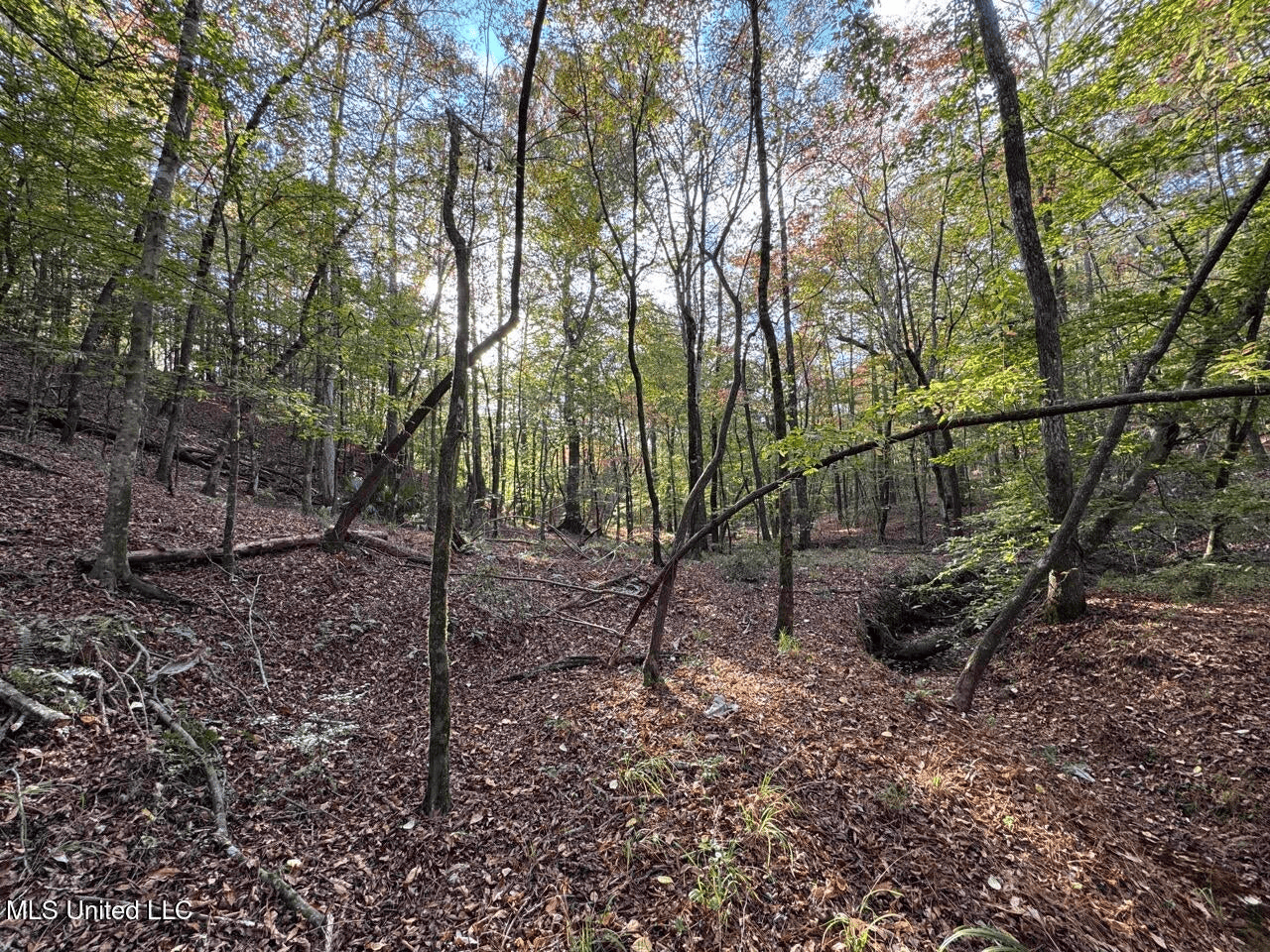Wilkinson County 60-Acre Turn-Key Solar Hunting Camp
