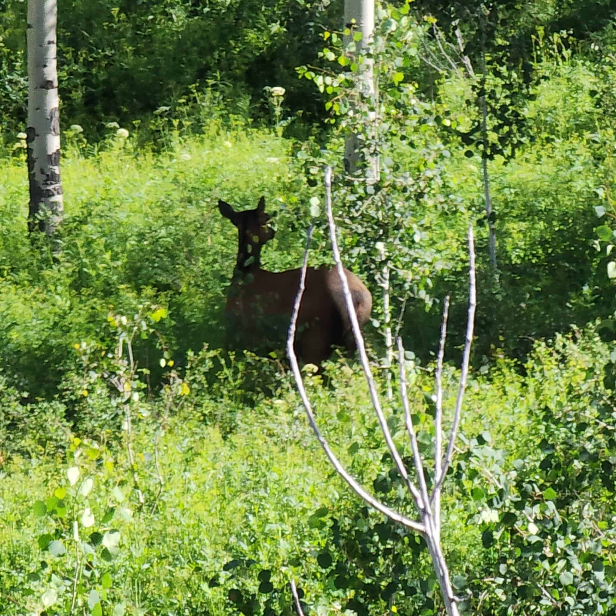 Colorado Hunting Land for Sale