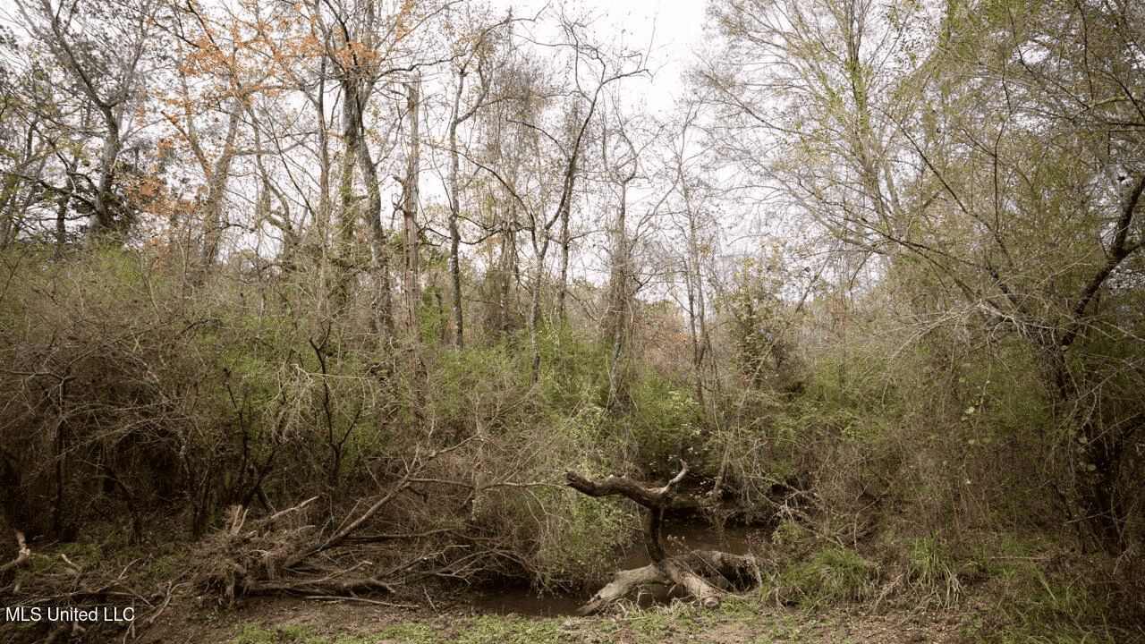 283± Acres for Sale Amite County, Mississippi