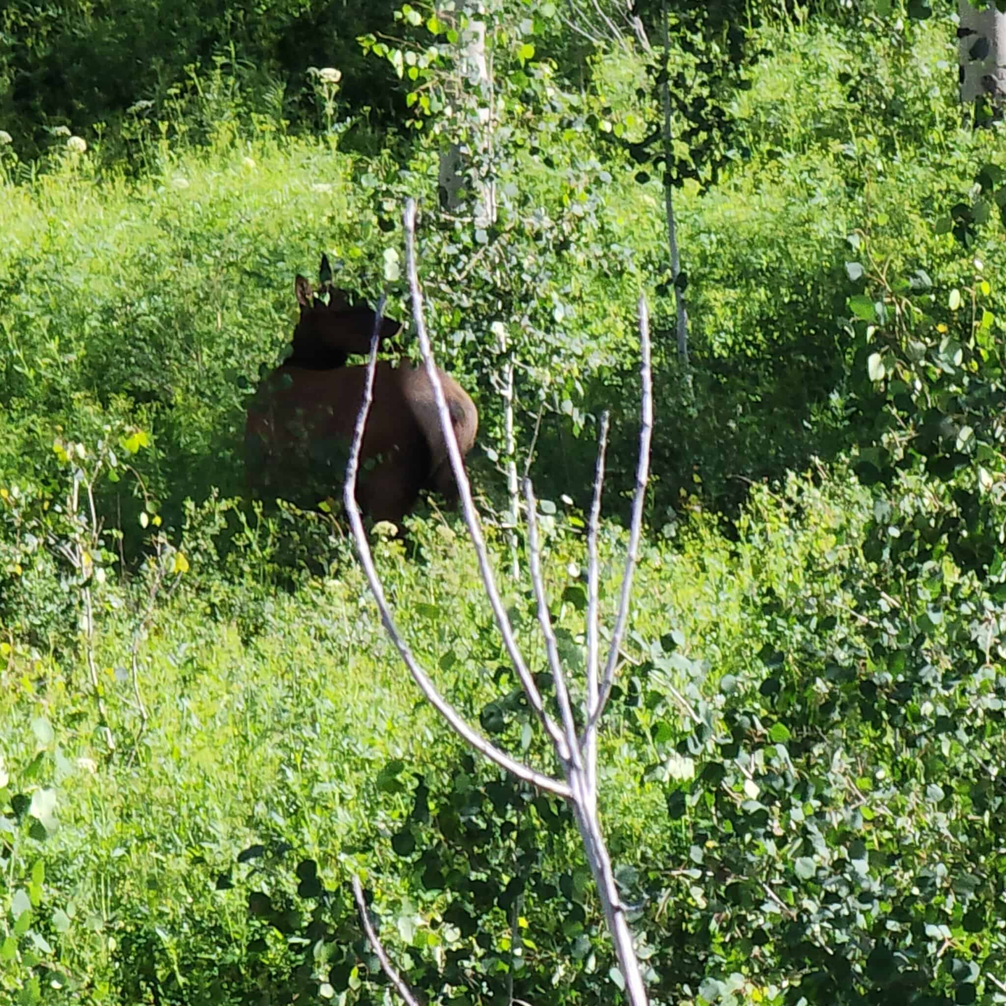 Colorado Hunting Land for Sale