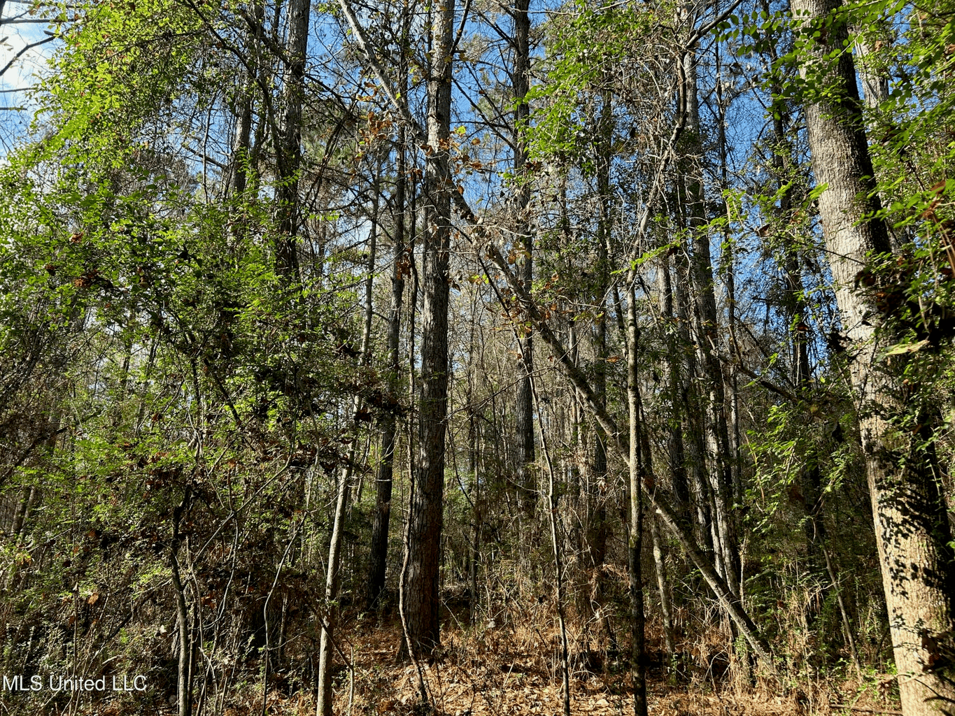 39.7 Acres in Brookhaven MS