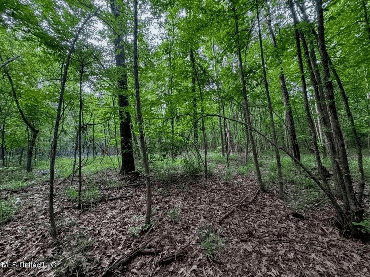 Roxie Mississippi – 94 Acre Recreational Retreat