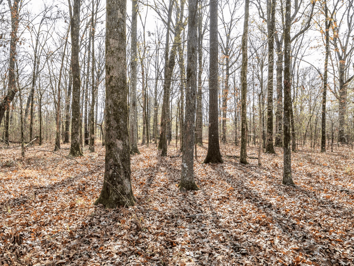 Timberland Farmland For Sale Clay County MS