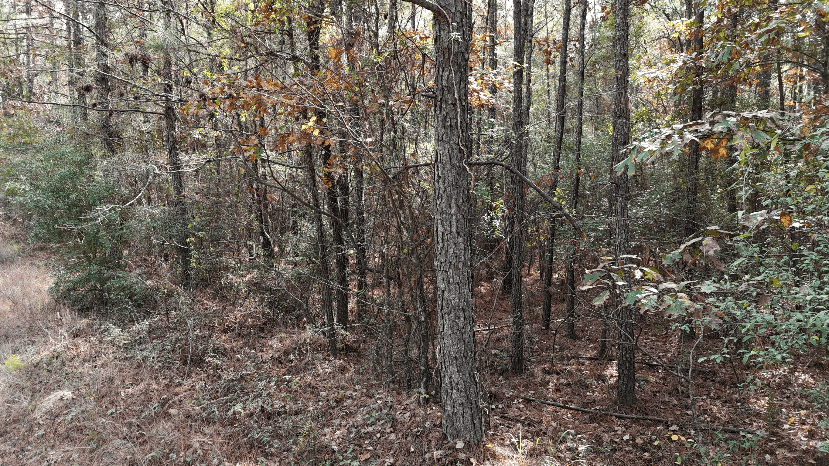 Hunting and Timberland w/ Homesite Potential Trout LA