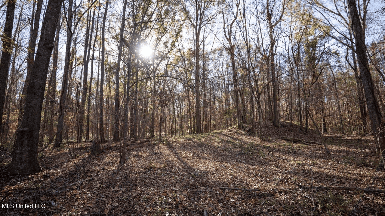 84.5 Acres in Woodville, MS on Hwy 24 with Creeks