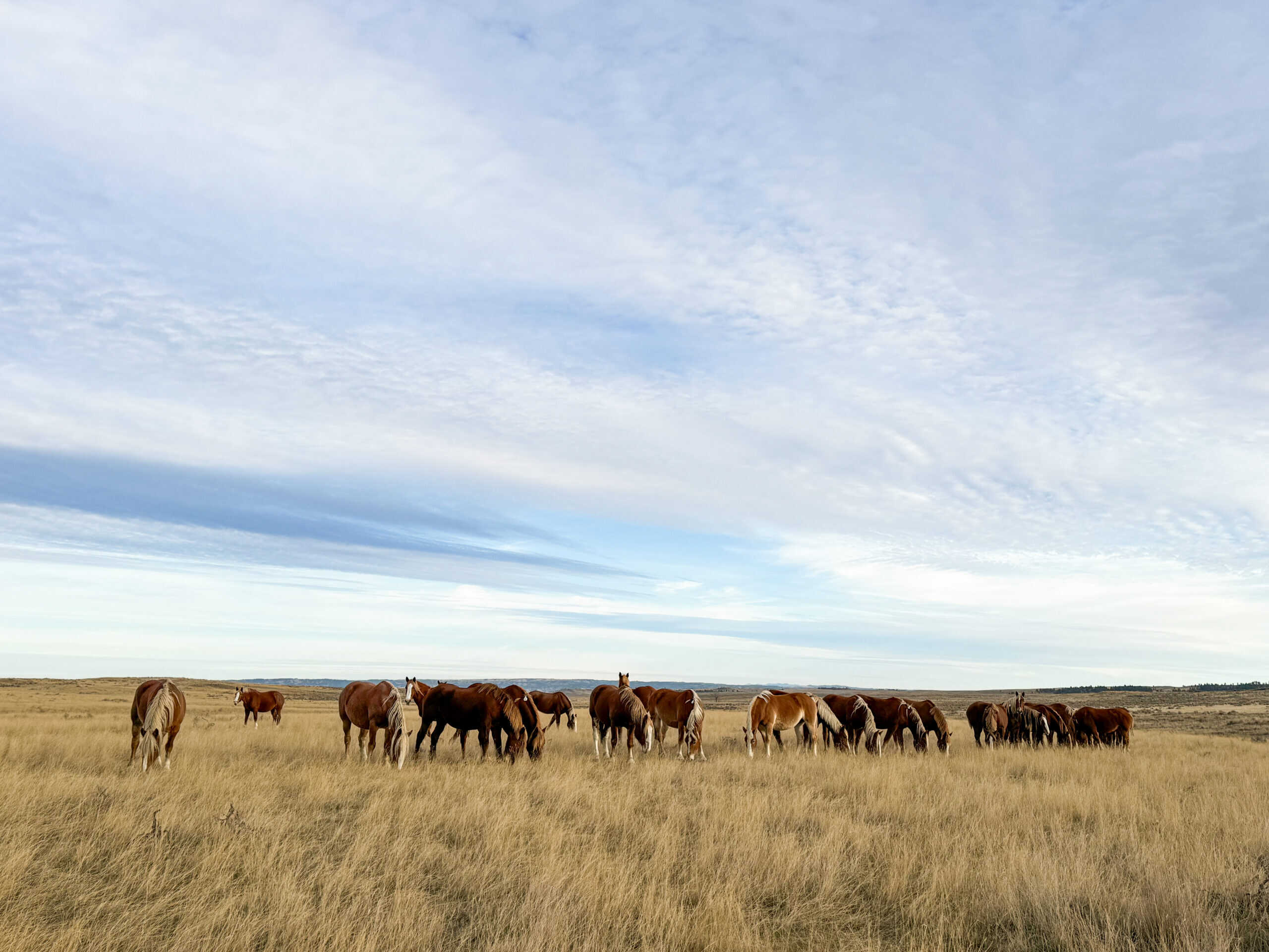 S Bar Ranch – 19,816± Acres North of Custer, Yellowstone County, Montana