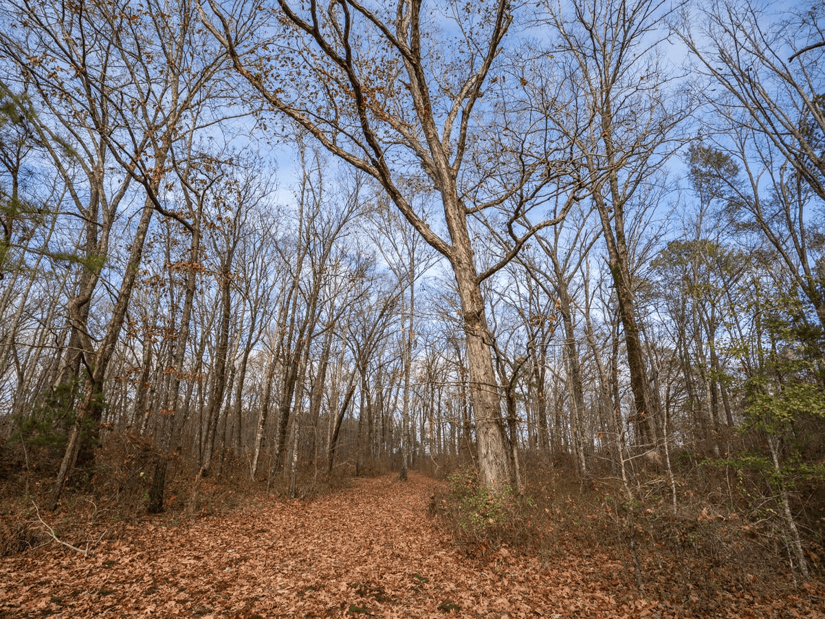 Timberland Farmland For Sale Clay County MS