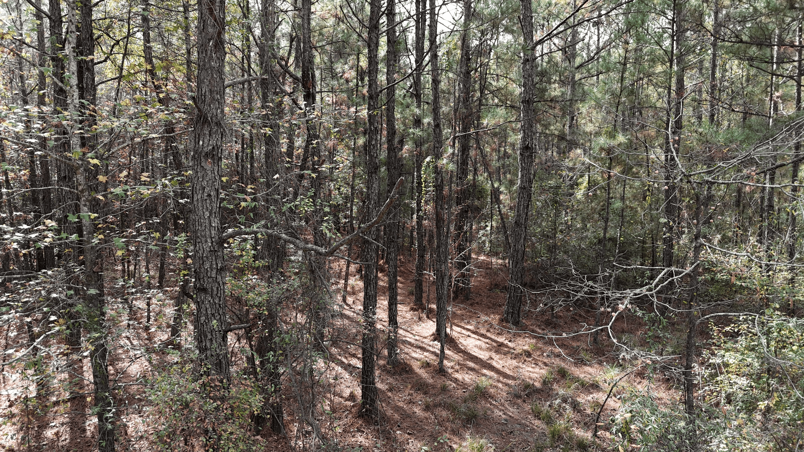 Hunting and Timberland w/ Homesite Potential Trout LA