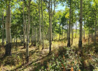 Colorado Hunting Property with Multiple Cabins