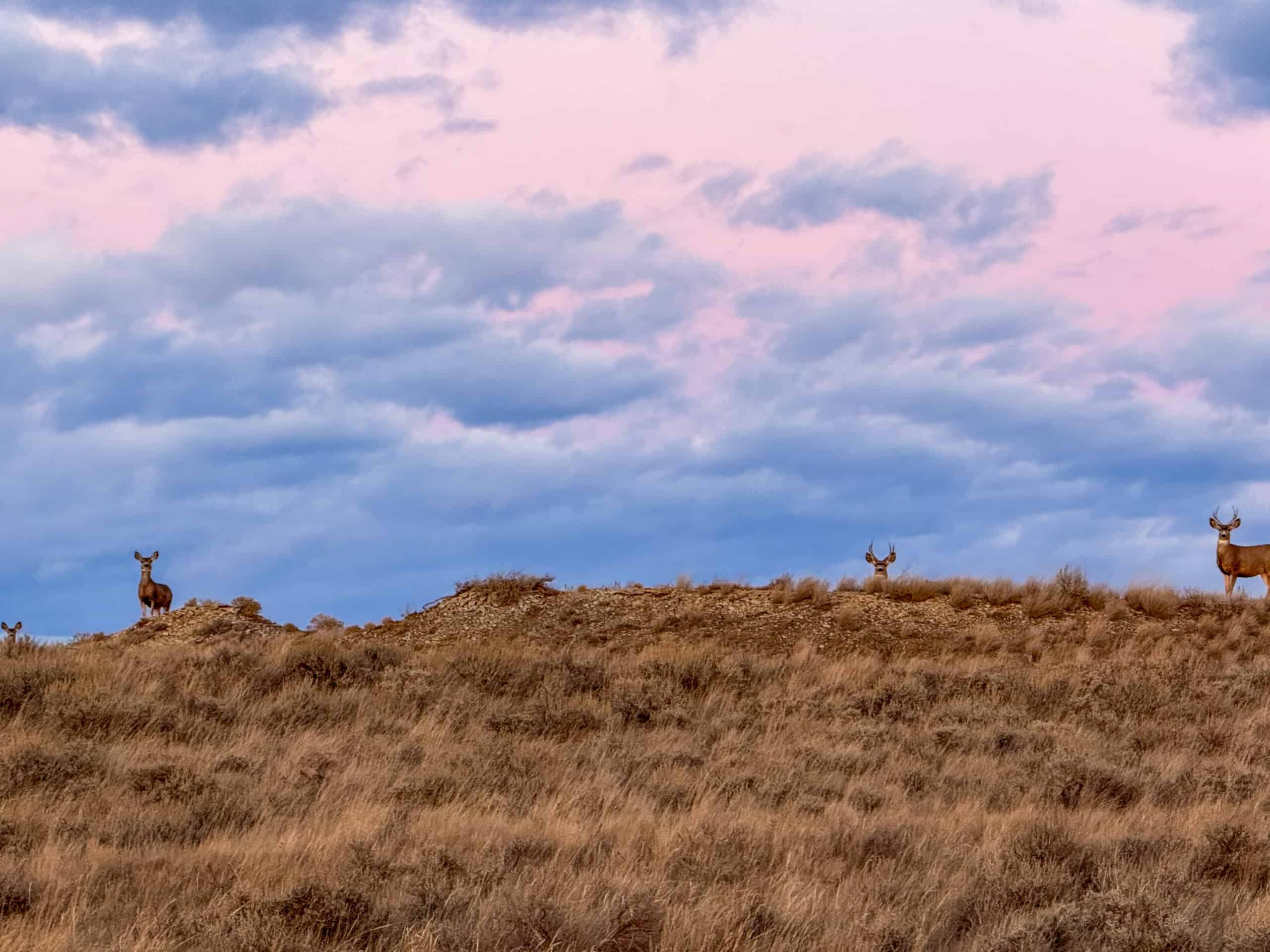 S Bar Ranch – 19,816± Acres North of Custer, Yellowstone County, Montana