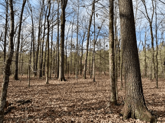 Timberland Farmland For Sale Clay County MS