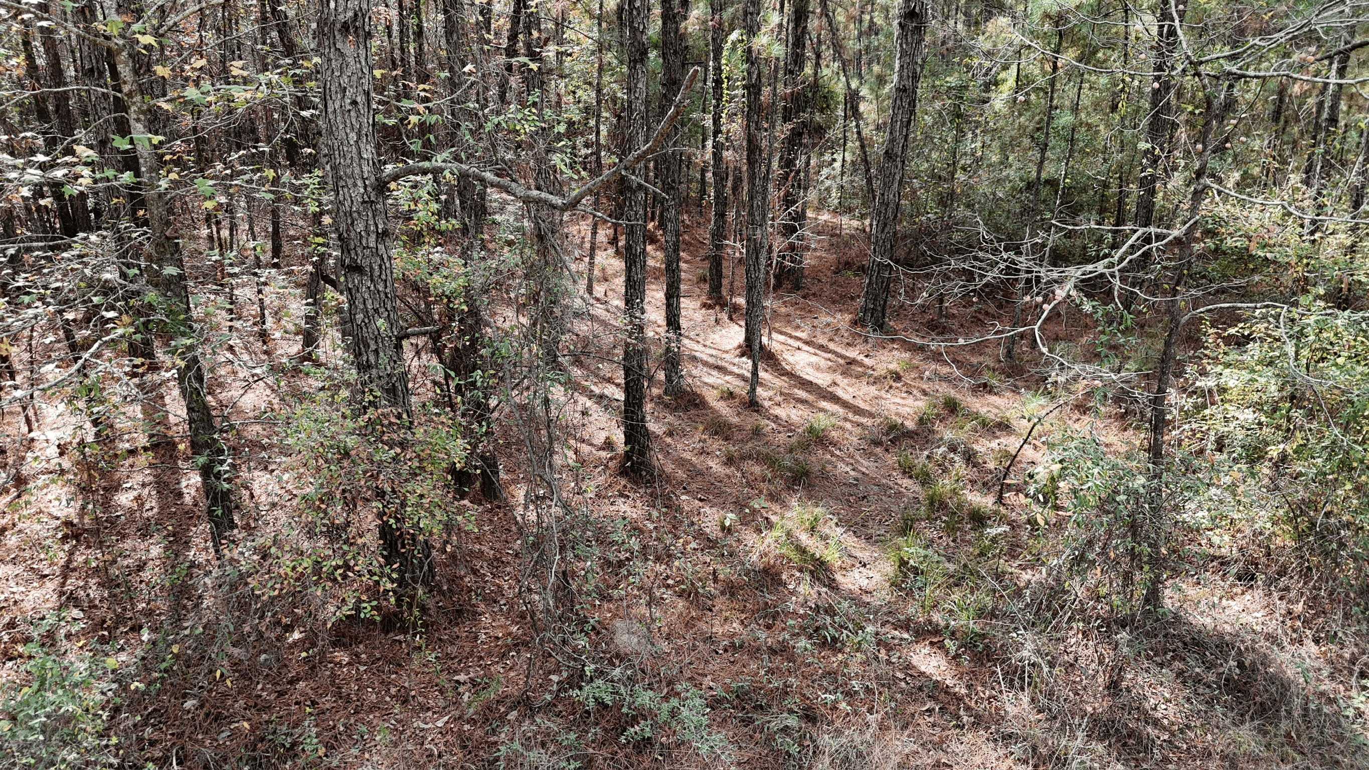 Hunting and Timberland w/ Homesite Potential Trout LA