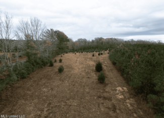 283± Acres for Sale Amite County, Mississippi
