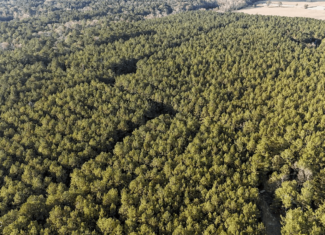 Prime Hunting Property in St Helena Parish, LA