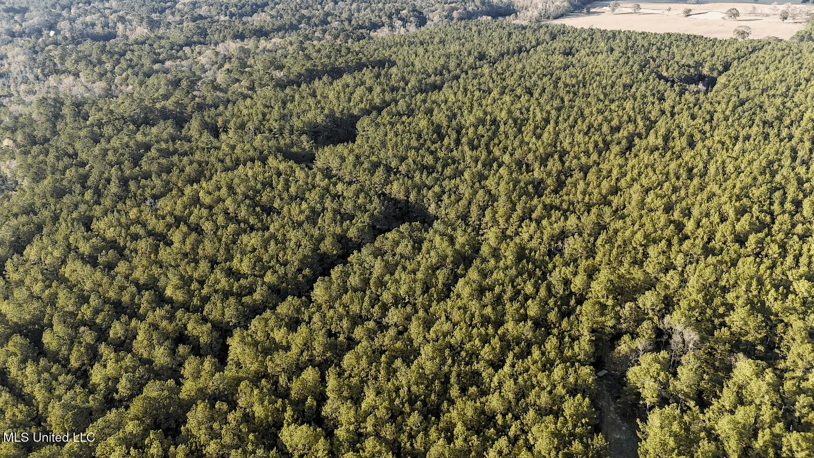 Prime Hunting Property in St Helena Parish, LA