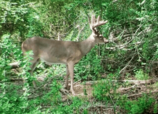 Asilo Farms on Bala Chitto Creek, Southwest Mississippi