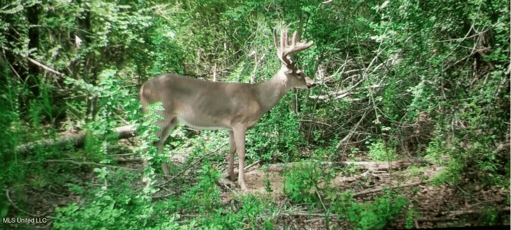 Asilo Farms on Bala Chitto Creek, Southwest Mississippi