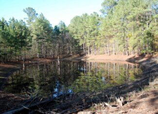 19.984 Acres East Texas Hunting Land near Hawkins TX Wood County