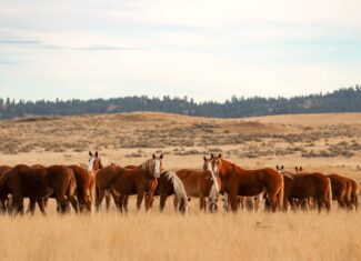 S Bar Ranch – 19,816± Acres North of Custer, Yellowstone County, Montana