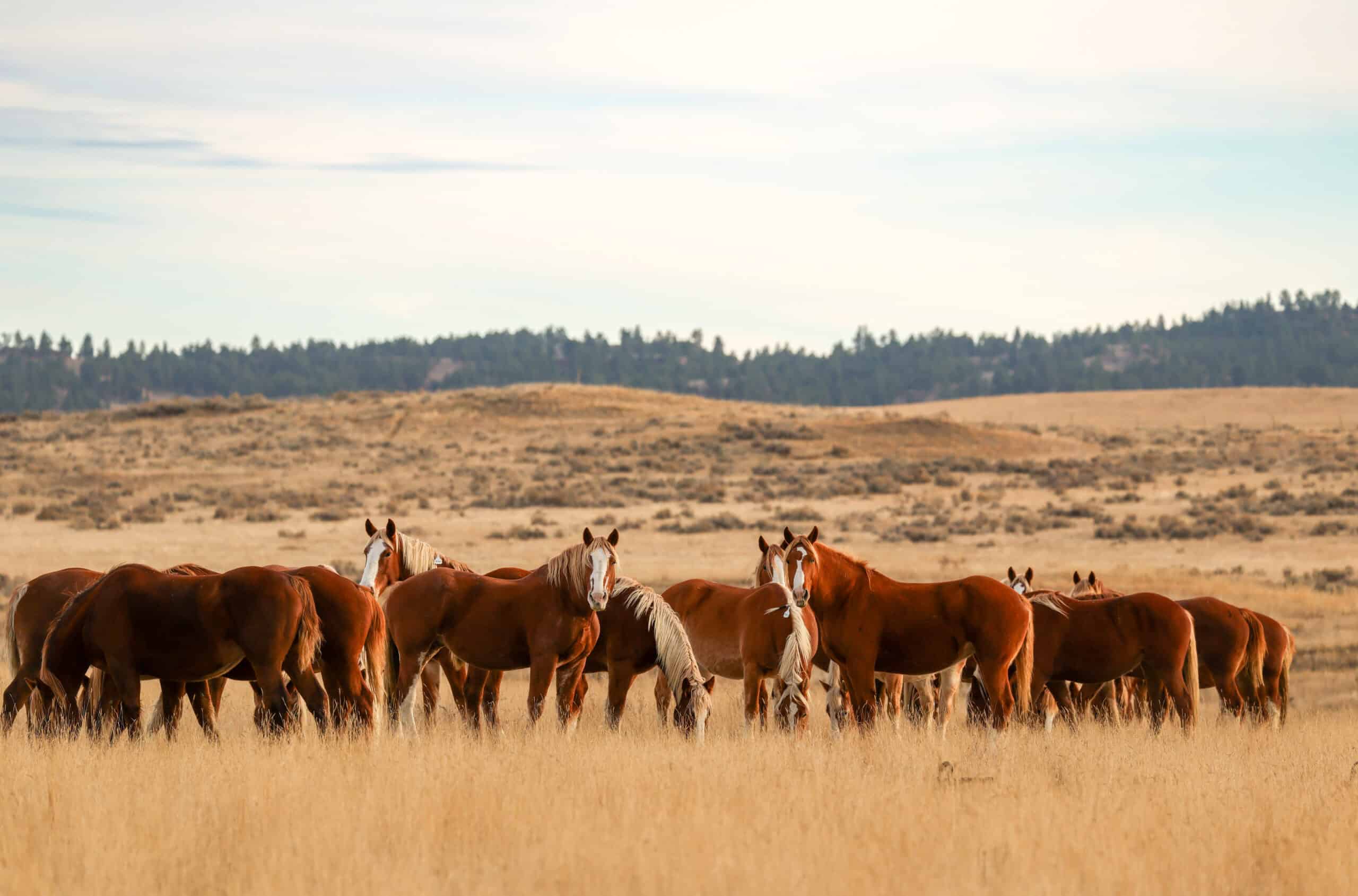 S Bar Ranch – 19,816± Acres North of Custer, Yellowstone County, Montana