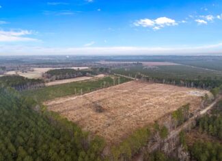 51-Acre Timber & Hunting Tract on Blounts Creek, NC